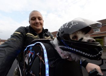 This dog is a real-life Hairy Barker - and goes on motorbike rides dressed in full leather gear and goggles. See story CPRIDER. The motorcycle-loving hound called Milly is a regular sight speeding around the country lanes in jacket and helmet. Milly, a Bichon Frise, dons the gear and hops into her specialised travel bag on her owner's bike when they go on adventures. Retired plumber Paul Crossan, 39, first met "timid" Milly while he was looking for a canine companion for his camper van road trips. She had been neglected by previous owners, but Paul says he "fell in love" from the moment he set eyes on her. The daredevil duo are practically inseparable nowadays -- travelling about the country on Paul's motorbike.