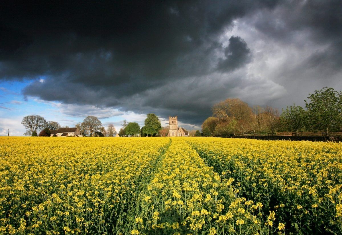 The secret behind the buttercup’s shiny petals has been discovered