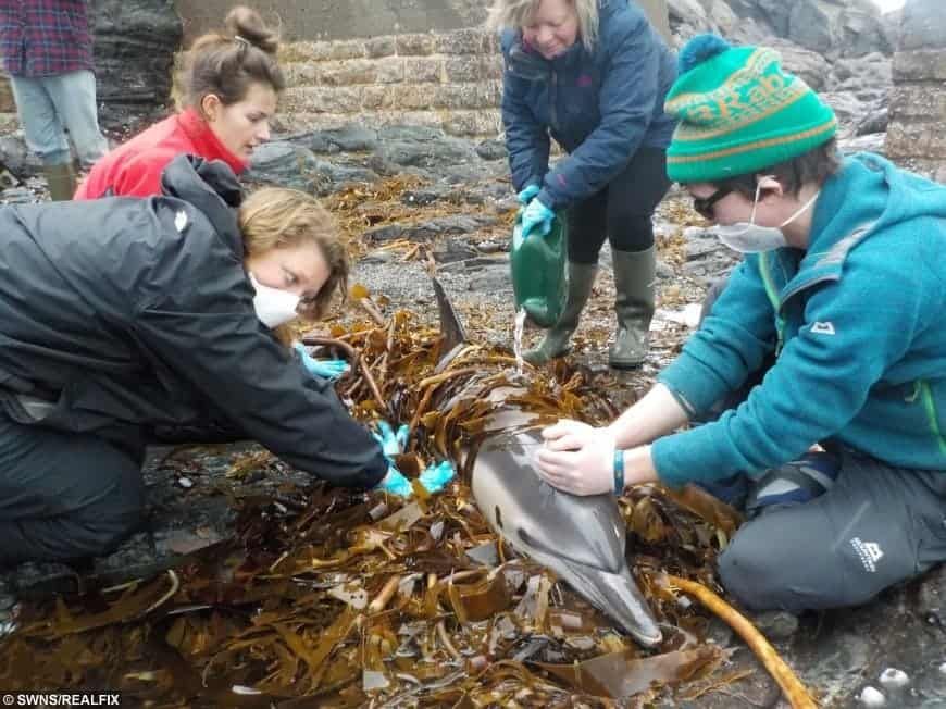 Heartwarming Moment Stranded Dolphin Is Rescued By Kind-Hearted Passersby