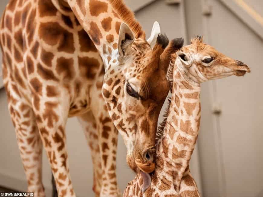 Adorable Pictures Show Proud Mother Giraffe Nursing Her One-Month Old Baby