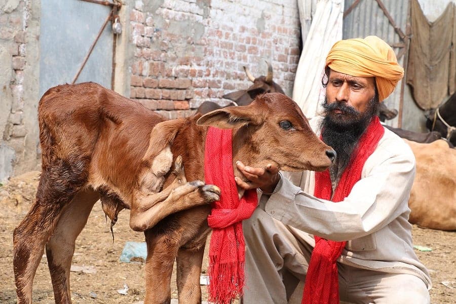 Cow in India born with five legs and seven feet