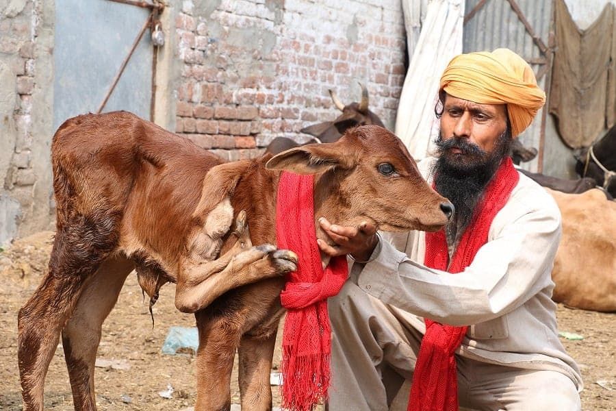 Cow in India born with five legs and seven feet