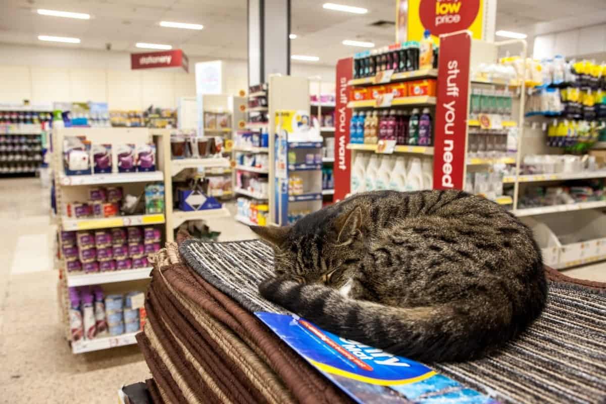 Cat who moved into Wilko store now has Facebook page due to popularity