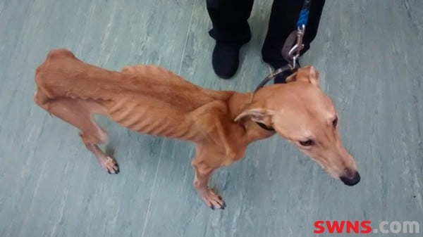So cruel! Abandoned dog is one of the skinniest RSPCA has ever seen
