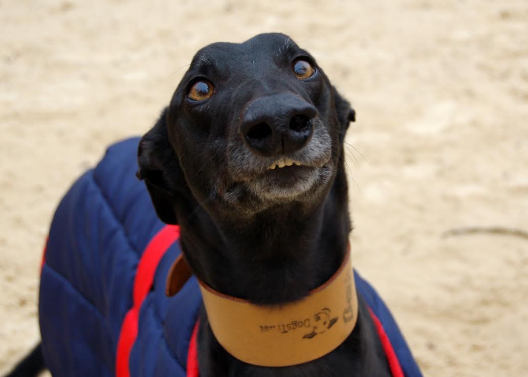 Charity can’t find a home for dog that looks like Goofy