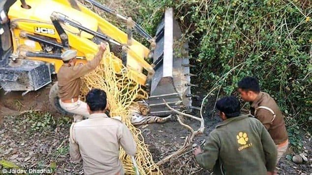 Watch – Shocking! Tiger which killed two people was pinned down with a JCB