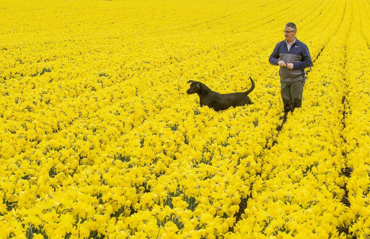 Stunning photos show millions of beautiful daffodils in full bloom
