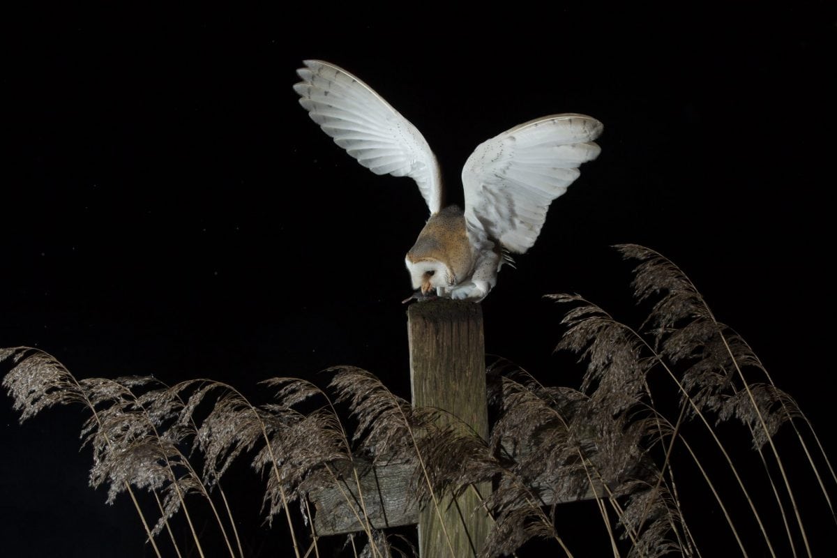 Amazing! Pics of Barn Owl taken by amateur photographer