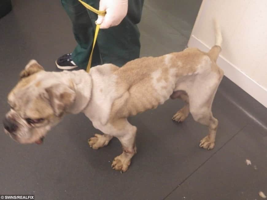 Sickening! Two dogs almost died after being left to starve in a cupboard