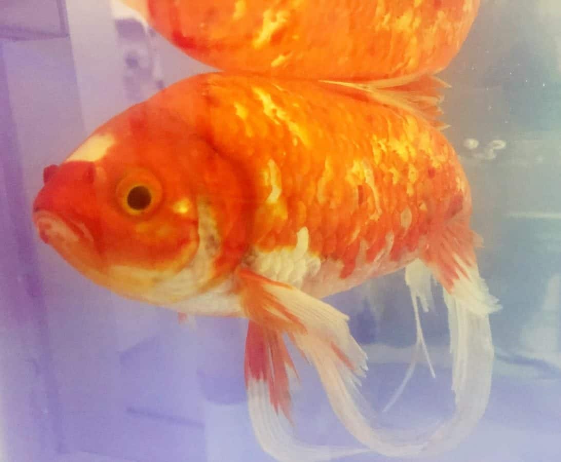 Finding Nemo: Goldfish survives 20 minutes out of water