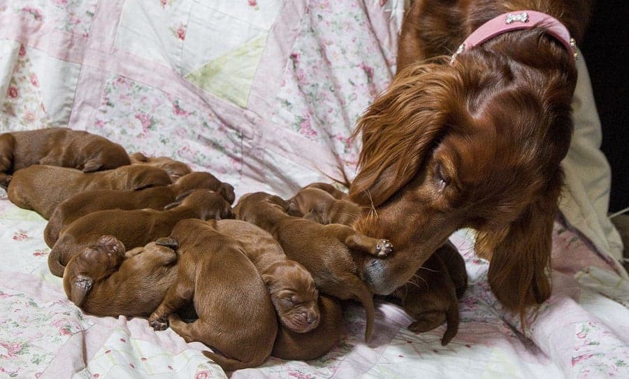 Irish Setter gives birth to 15 puppies on Mother’s Day