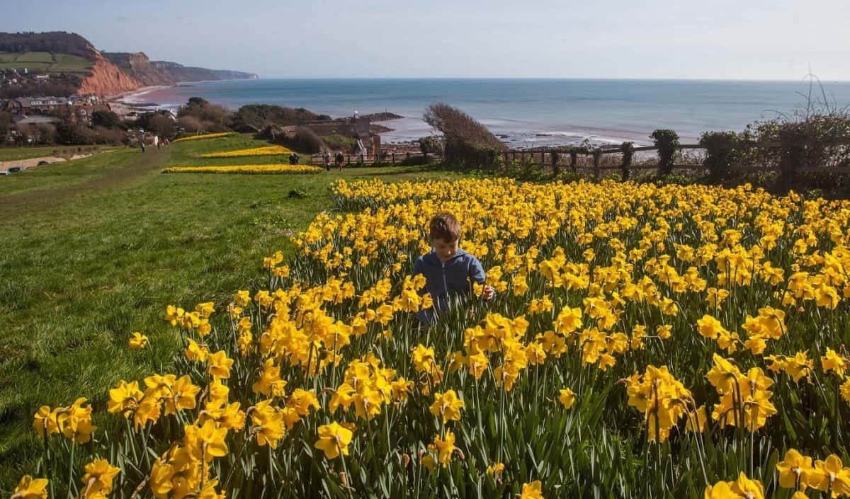 Thomas aged 11, plays amongst daffodils that have come into bloom in Sidmouth, Devon. 13/03/2017  See SWNS story SWDAFFS; These photos show a seaside resort lit up by a stunning sea of daffodils thanks to the dying wish of a millionaire. Wealthy ex-pilot Keith Owen left £2.3m in his will to create a 'valley of a million bulbs' in Sidmouth in south Devon. Mr Owen, a US businessman, made the unusual bequest after falling in love with the pretty seaside town. His wish was fulfilled - and now the sweeping swathes of stunning daffodils illuminate the town each spring.