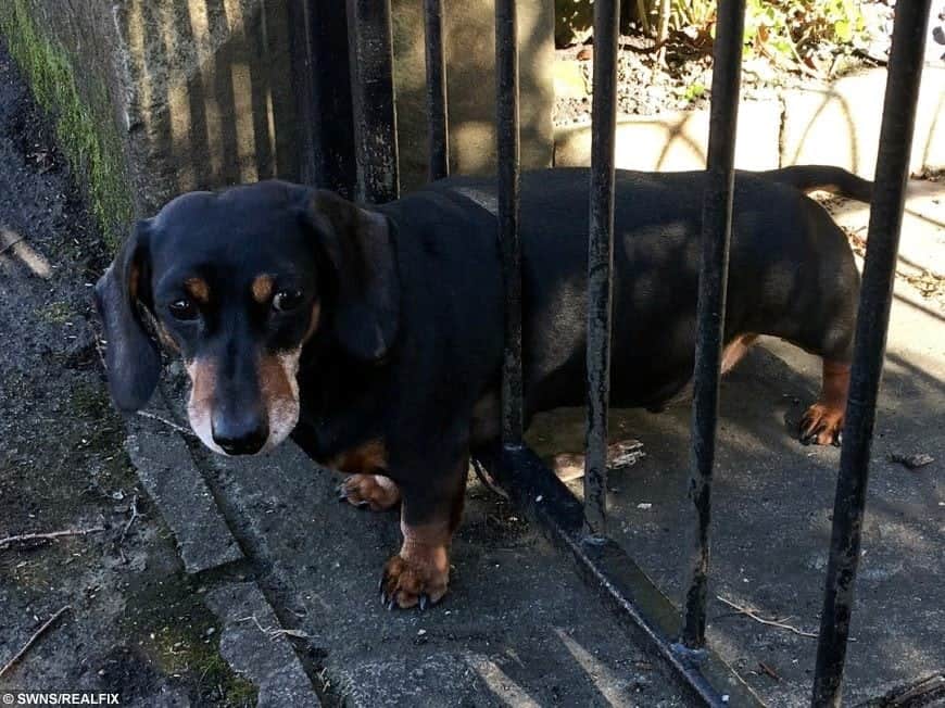 Sausage dog rescued by firefighters after it gets stuck between fence railings