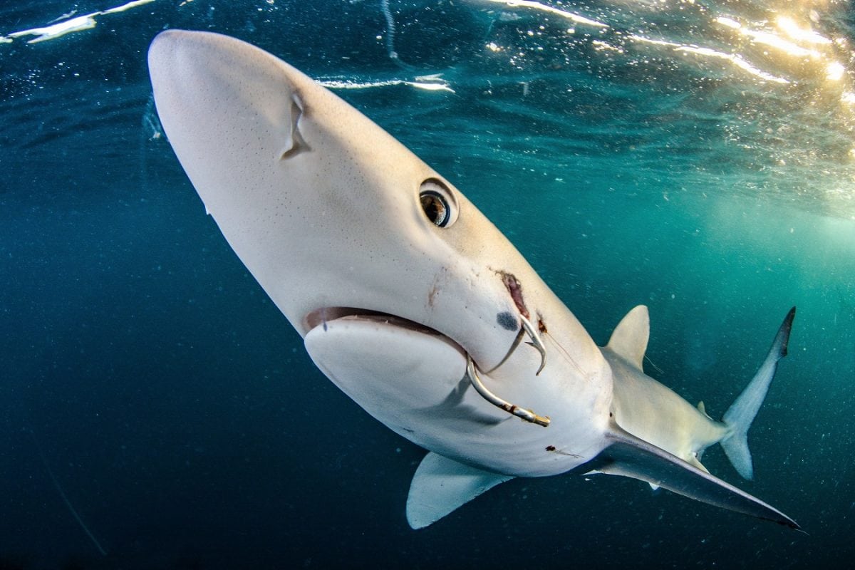Sharks and marine predators need to live 1,250km from humans in order to  thrive
