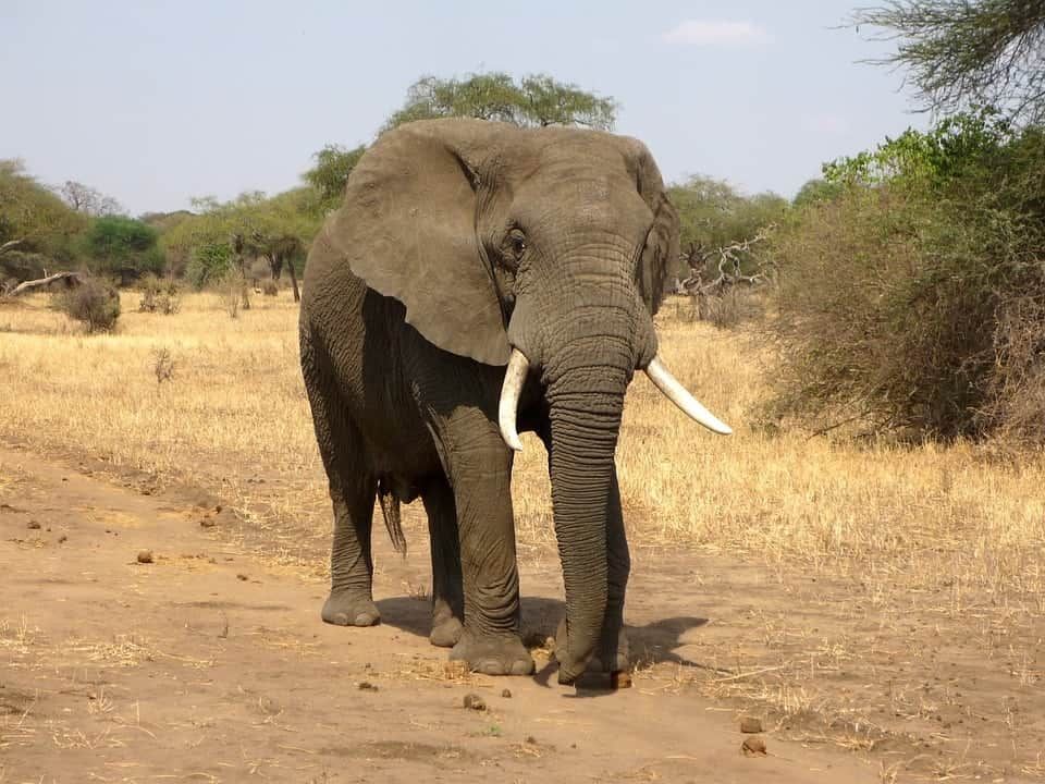 Watch – Elephant rescued by crane after it fell 45ft into an empty WELL