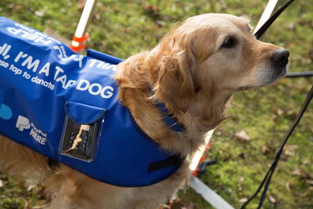 Watch – Team of fundraising ‘Tap Dogs’ goes nationwide: 20 more contactless canines on tour