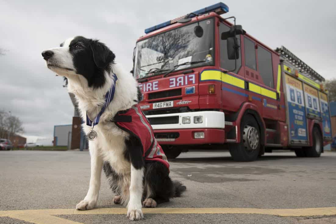 Cheshire rescue dog awarded ‘Animal OBE’