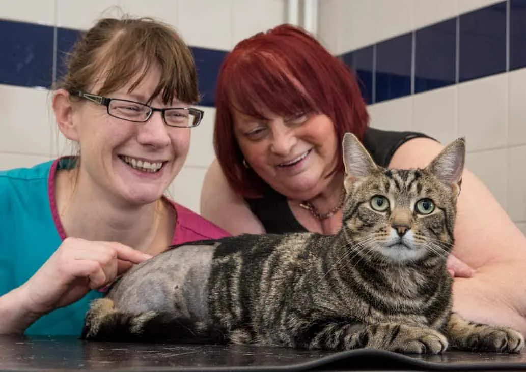 Sickening – Cat loses leg after airgun attack