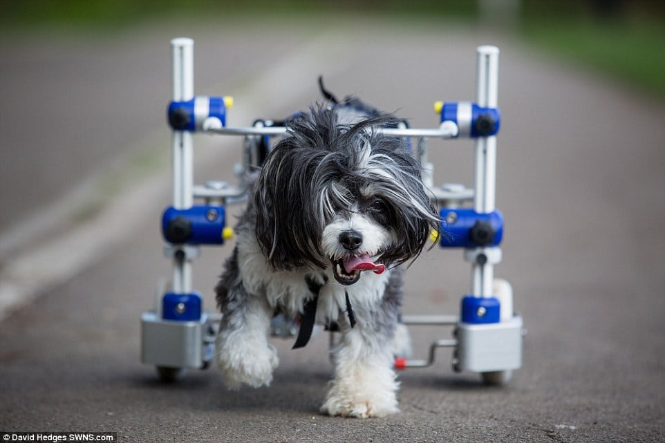 Watch – Paralysed pooch back on paws due to state-of-the-art wheelchair