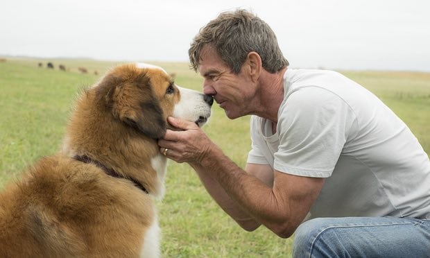A Dog’s Purpose: Competition