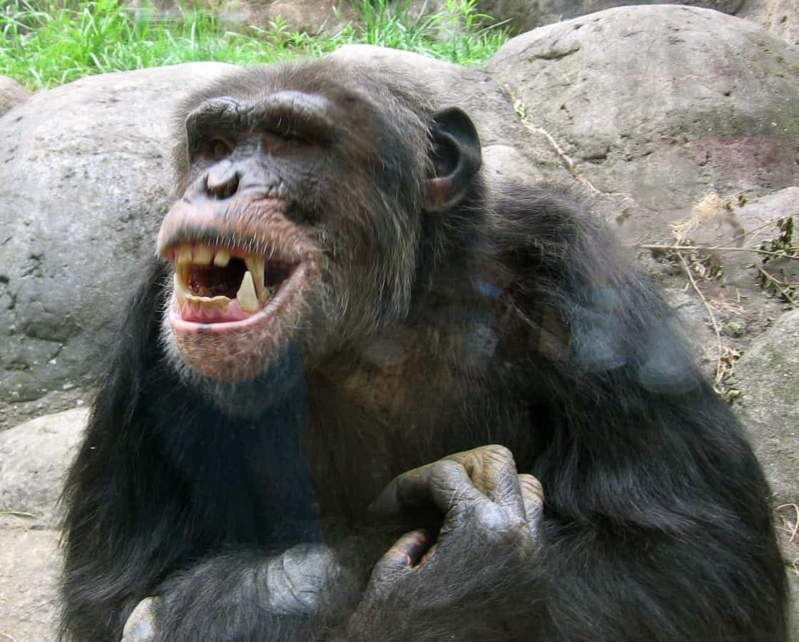 Watch – Chimp at Zoo Throws Poo in Grandma’s Face