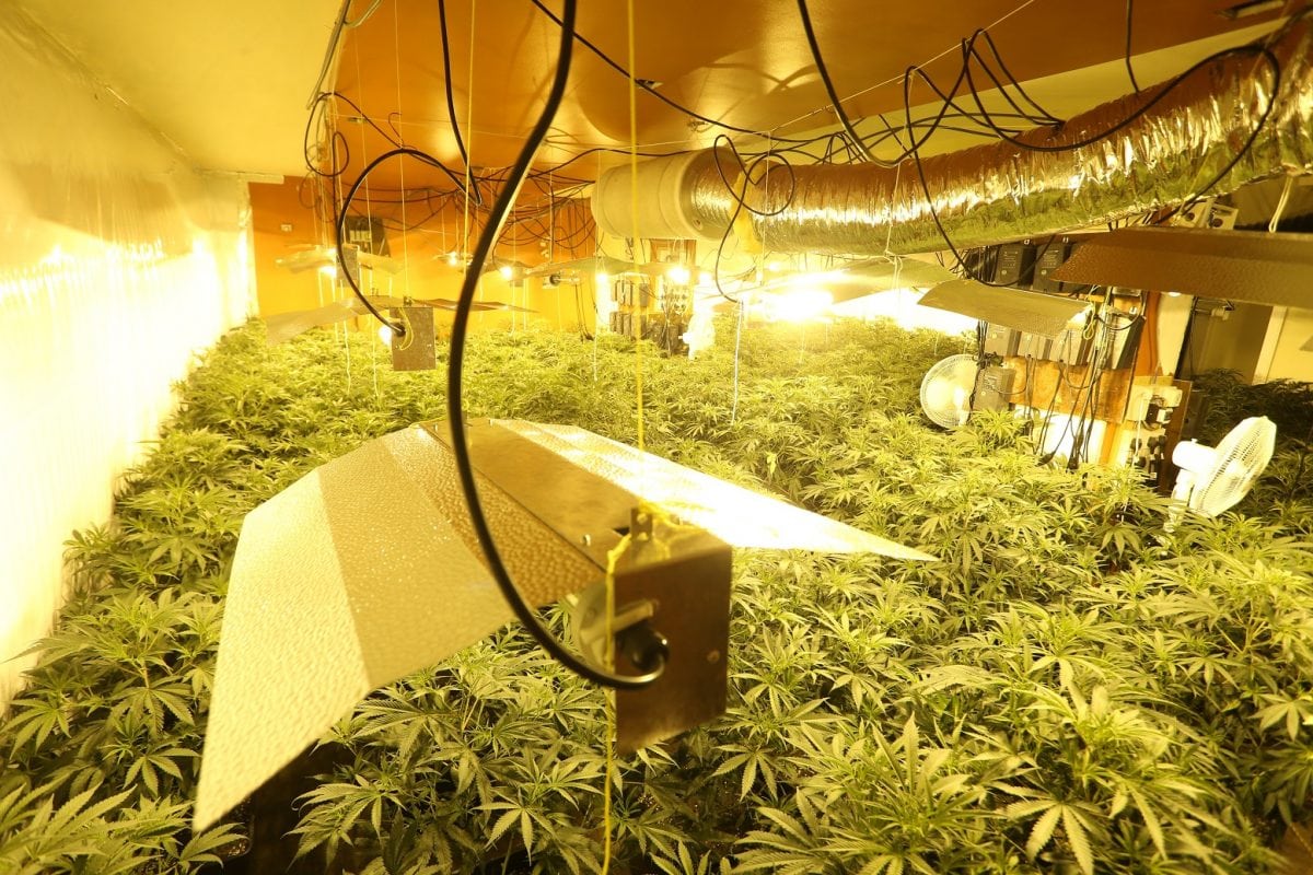 Half a million pound cannabis farm discovered – is it time to legalise the industry?