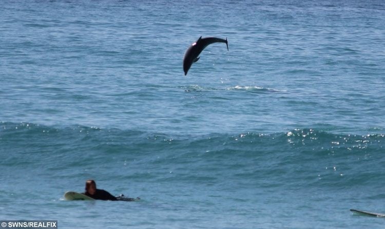 Wow! Pics Show Dolphins Riding The Waves Alongside Shocked Surfers In Cornwall!
