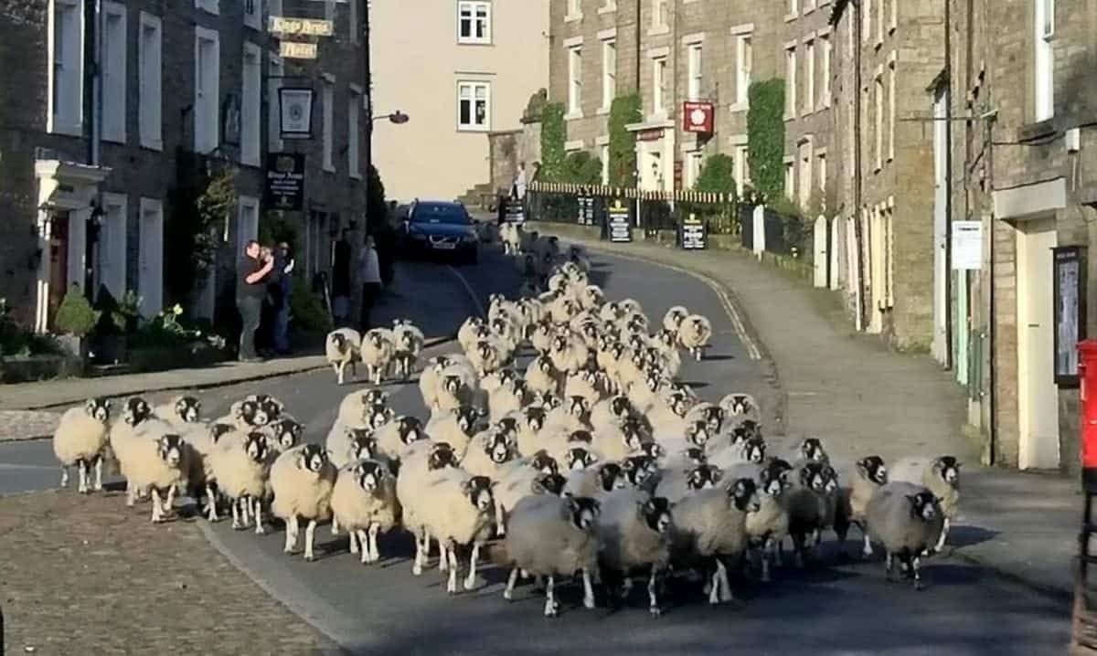 Ewe’ll never believe it: Spring is here