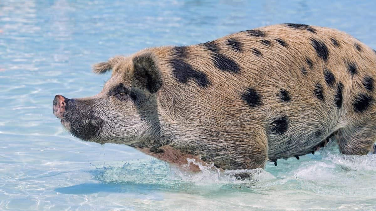 Swimming pigs on the island of Exuma in the Bahamas.  See Masons copy MNPIGS: As temperatures soar across the UK these adorable shots show a group of pigs cooling off by swimming and frolicking in crystal clear water. The fun snaps, were taken by photographer Emmanuel Keller, 39, in the Bahamas at its famous 'Pig Beach' last month. This is on the island of Exuma which is uninhabited by humans but takes its unofficial name due to the colony of pigs that lives there.