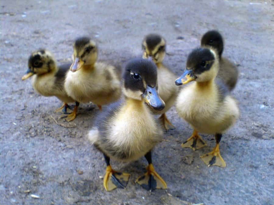 Watch – Mother duck and her ducklings escorted out of primary school