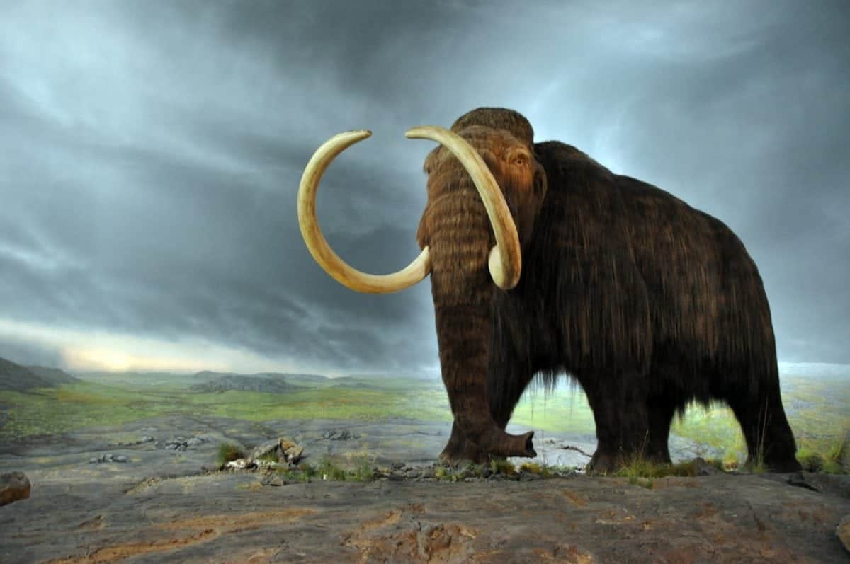 Woolly mammoths were wiped out by a comet – just like the dinosaurs