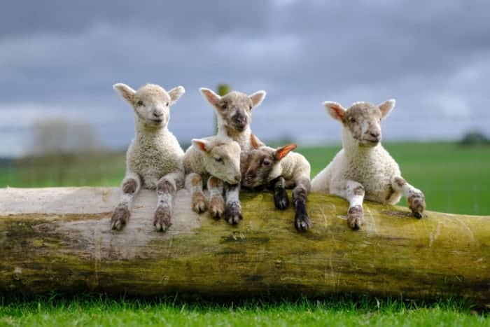 Watch – Extremely rare quintuplets born to ewe