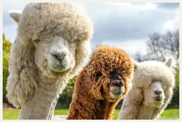 Watch – Herd of alpacas given hilarious hairdos