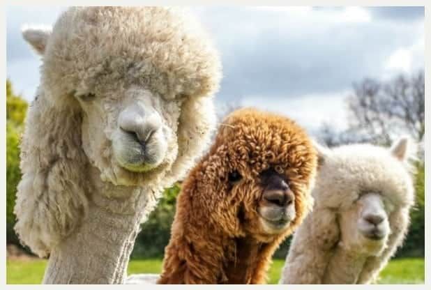 Watch – Herd of alpacas given hilarious hairdos