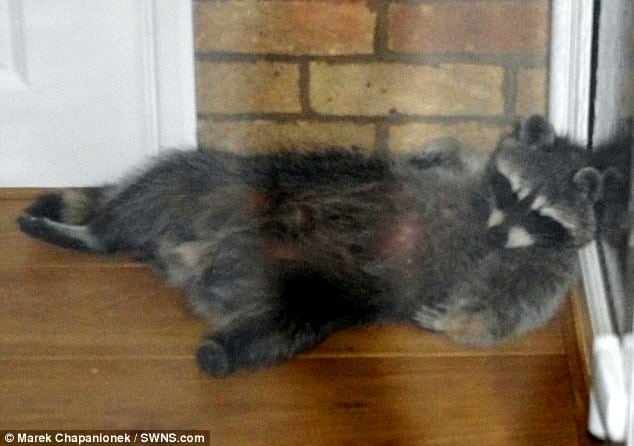 Watch – Couple’s home invaded by a…racoon!