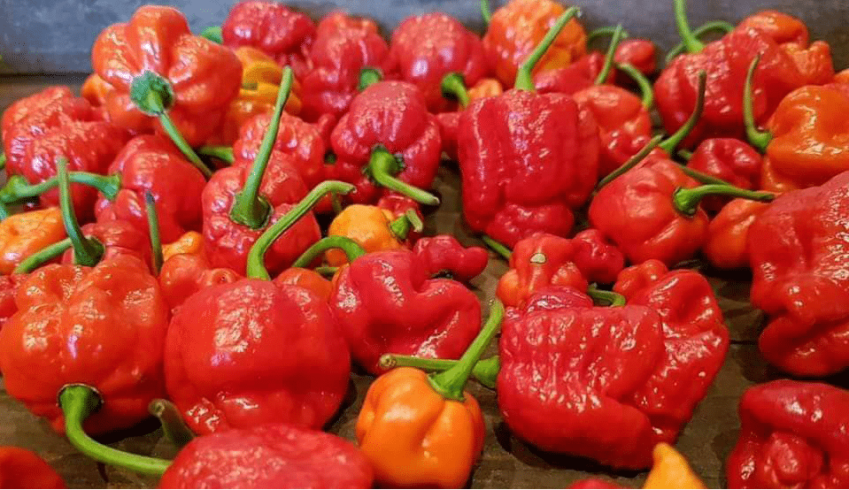 World’s hottest chilli unveiled at Chelsea Flower Show
