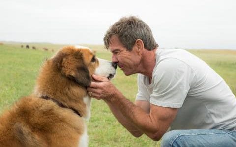 A Dog’s Purpose: Film Review