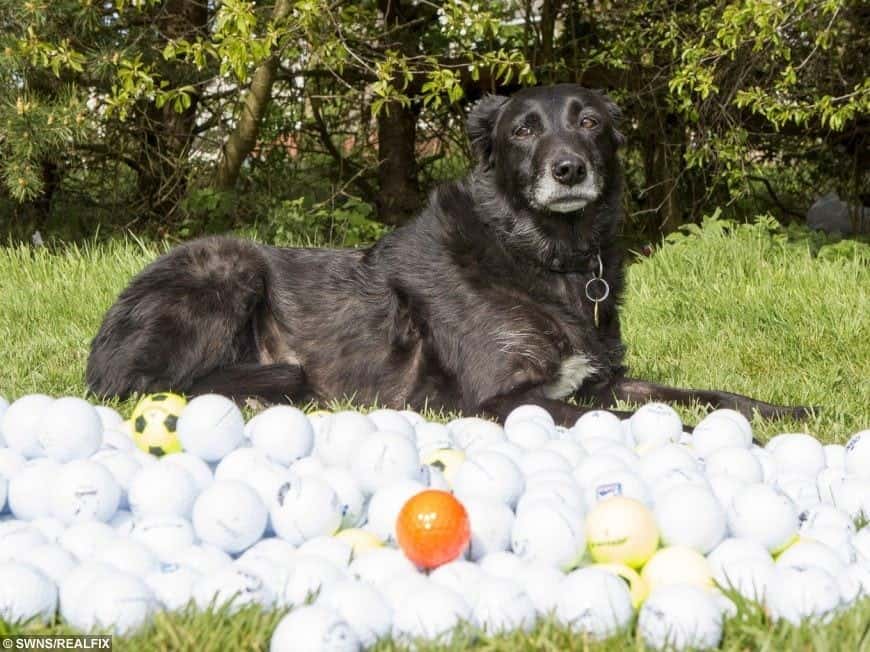 Watch – Collie has collected 51,000 golf balls in 12 years