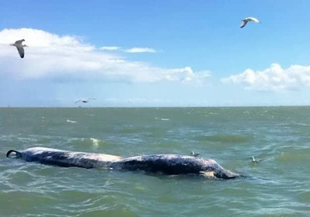 Watch – Tragic! Dead whales washed up near Felixstowe