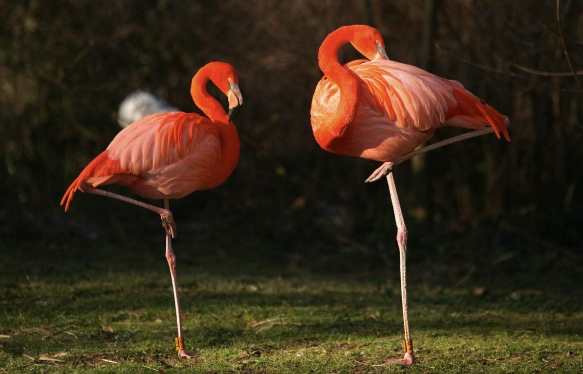 Stock photo of flamingoes each standing on on leg. See National News story NNPINK: A flamingo stands on one leg because it takes less effort than using two, according to new research. It is possibly the animal kingdom's most iconic pose and the reason for it has remained one of the greatest mysteries in nature. Now, in the first study of its kind, scientists reckon they have come up with a simple solution. The famous long necked pink bird with stick like legs, which at five feet tall is among the biggest on Earth, would risk toppling over if it didn't!