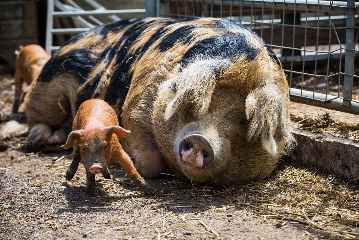 Heroic firefighters rescue litter of piglets only to have them served up as sausages