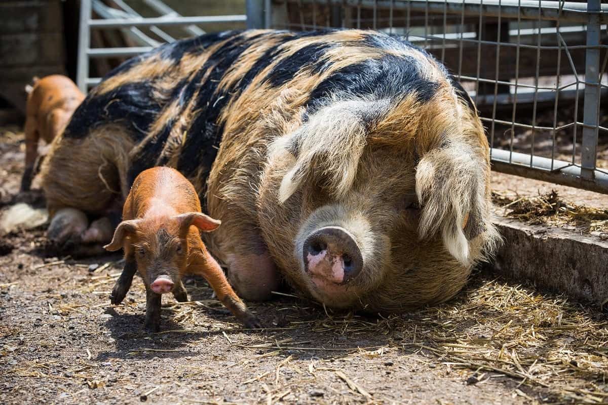 Heroic firefighters rescue litter of piglets only to have them served up as sausages