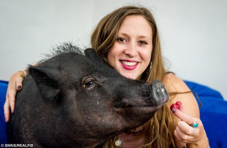Watch – Pig that was given weeks to live taken in by a kind-hearted owner