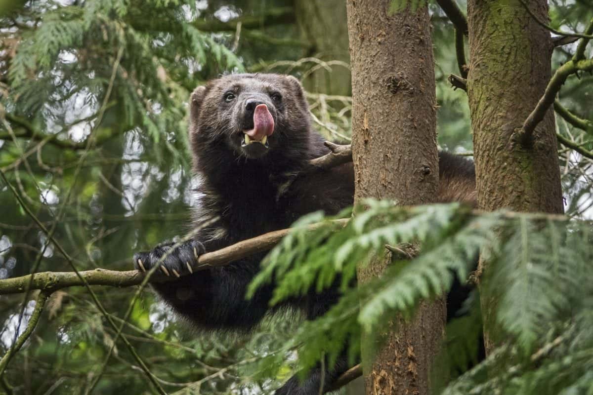 Wolverine snapped as photographers capture some of the rarest mammals and birds in the world