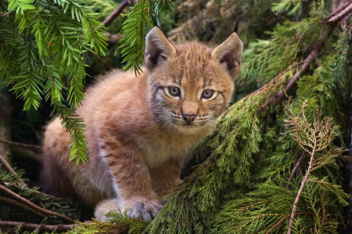 ‘Tigers of Scotland’ documentary about the Scottish Wildcat to be filmed in 4K