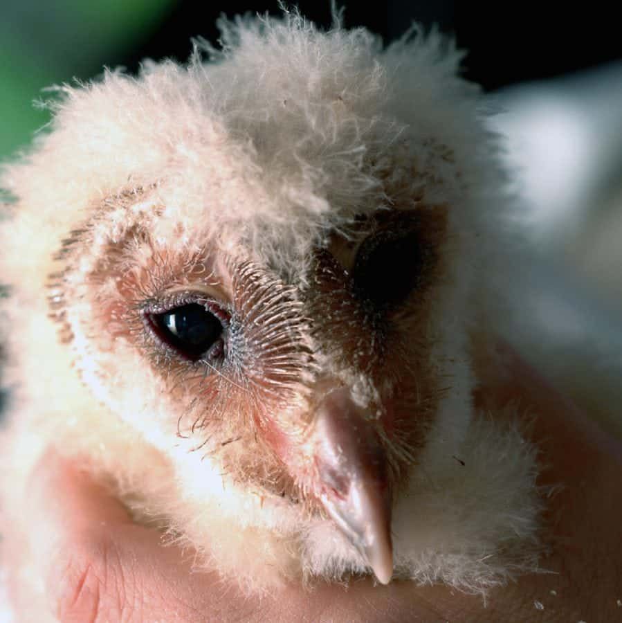 Watch – Baby owls looking awestruck as they experience the world for the first time