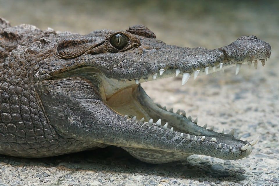 Video – Crocodile which wandered into religious temple was ejected by villagers