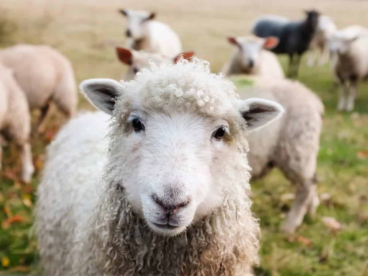 Tories pledge to give Sheep a vote