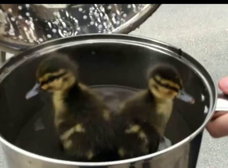 Watch – Hero rescues ducklings from drain with SAUCEPAN