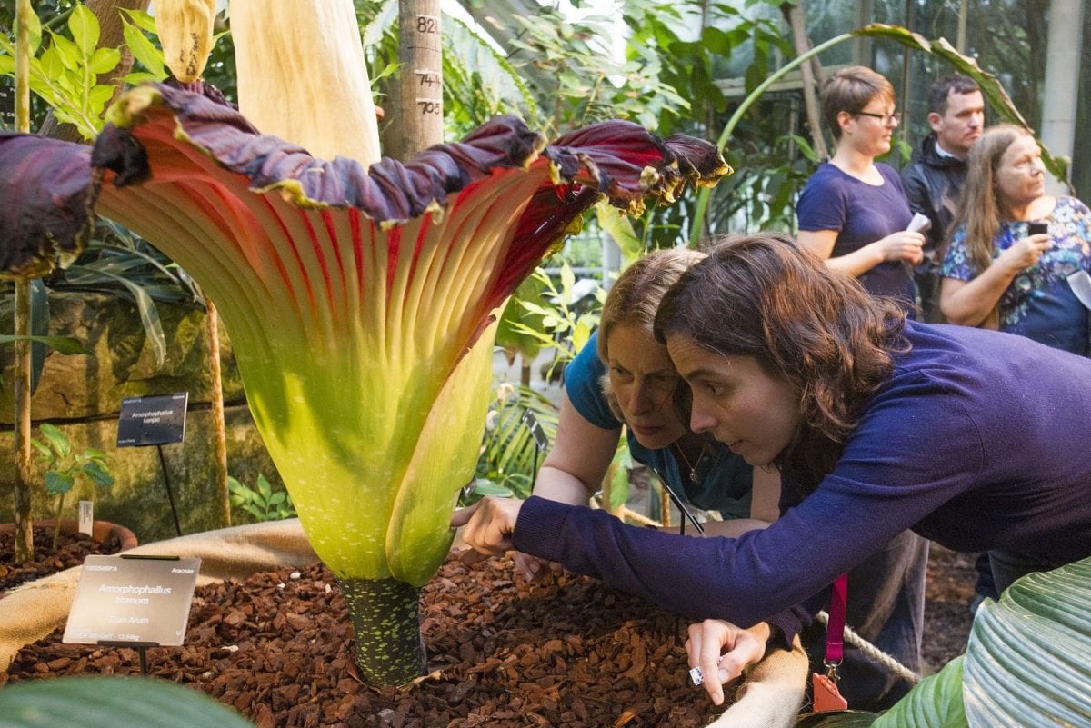 Gigantic “corpse flower” blooms for first time in 13 years